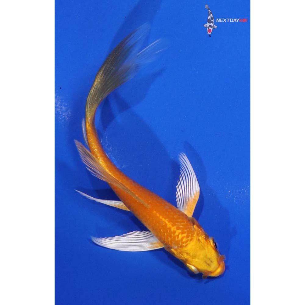 5” Imported Orenji Ogon Butterfly Koi