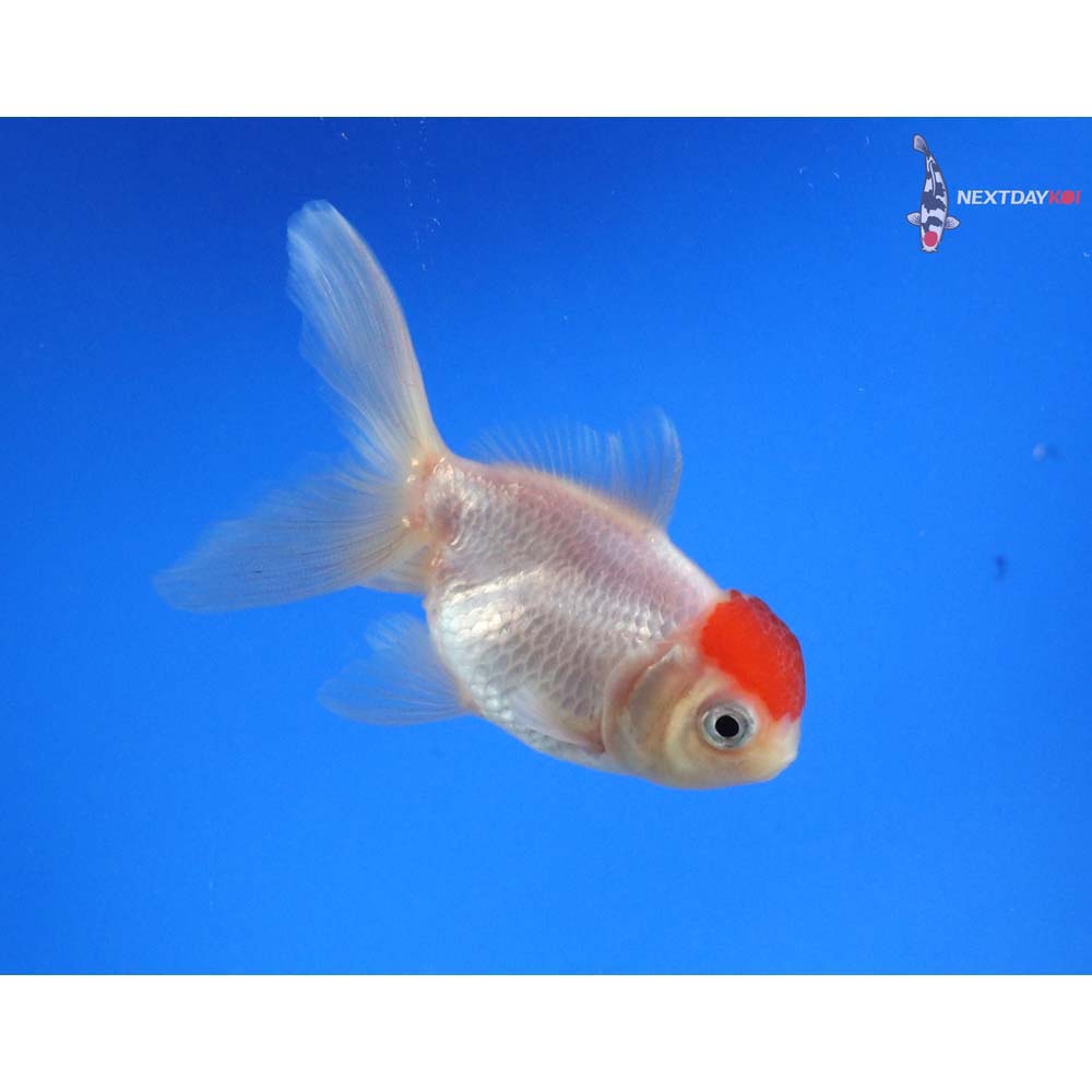 3” Imported Redcap Oranda