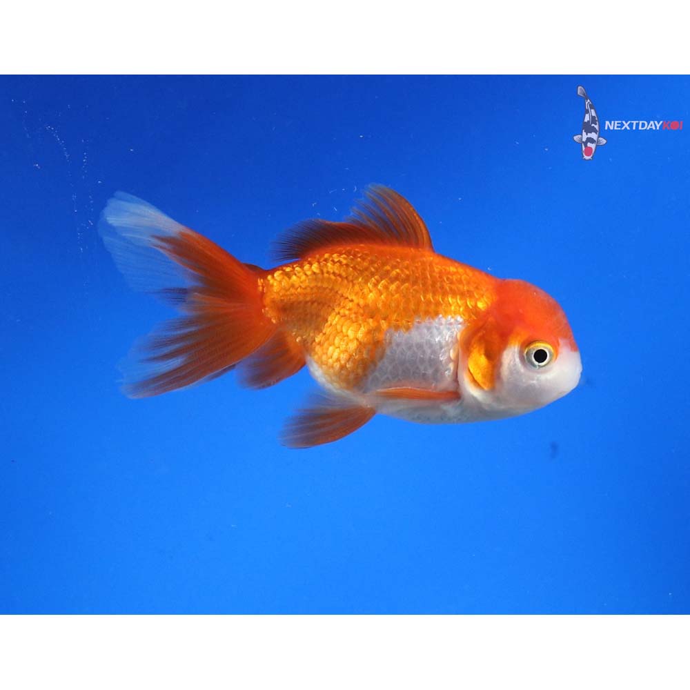 3.5” Imported Red and White Oranda