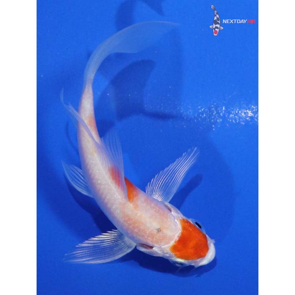 3.5” Imported Hariwake Butterfly Koi