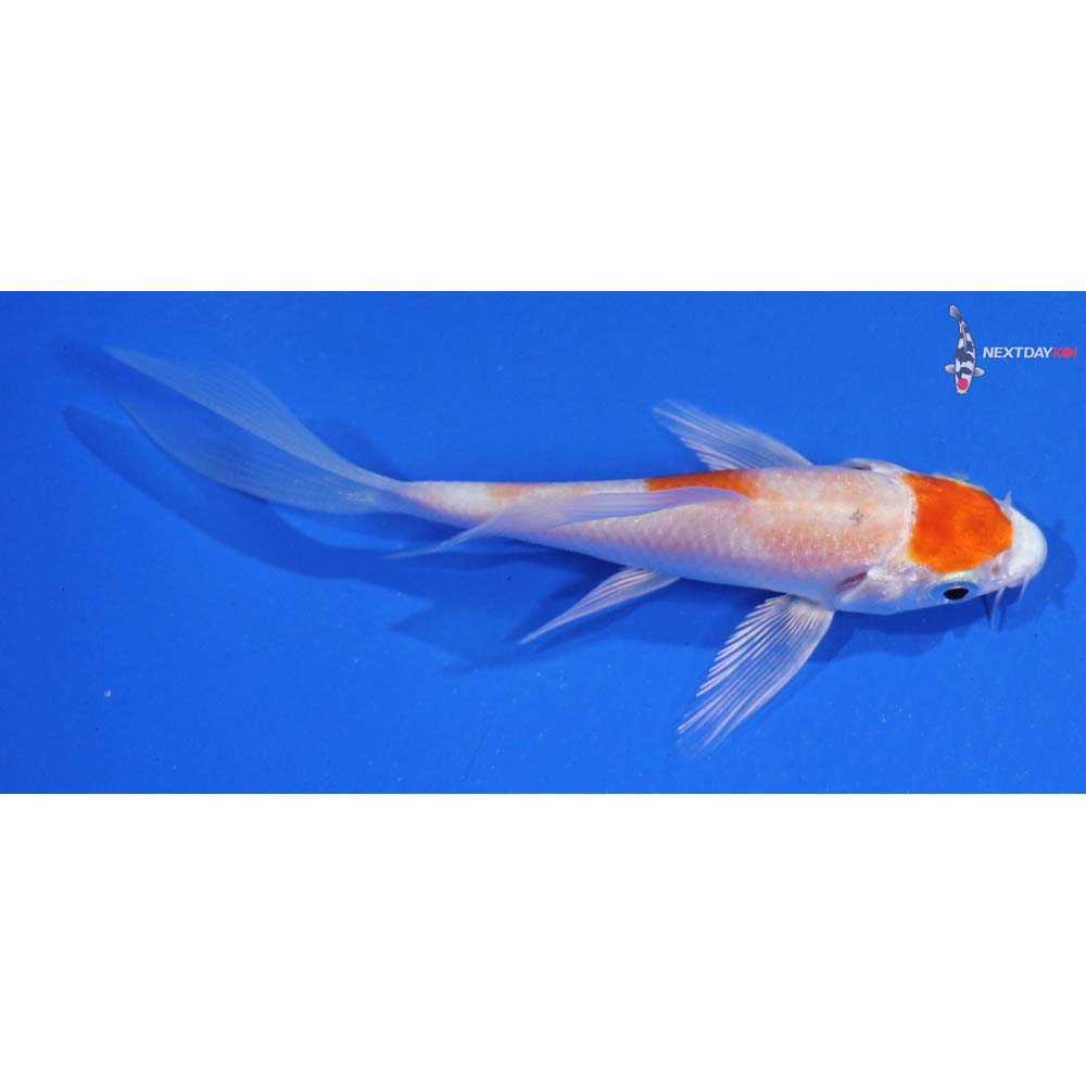 3.5” Imported Hariwake Butterfly Koi - Image 2