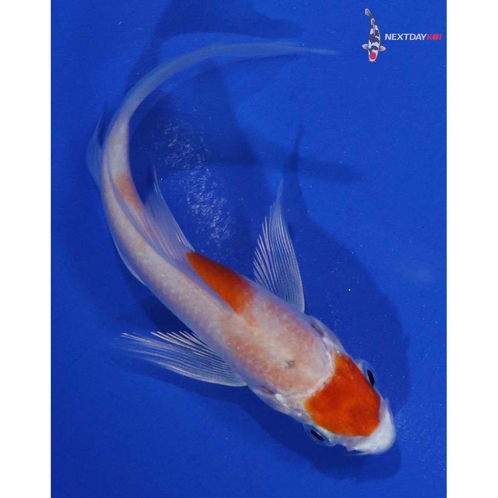 3.5” Imported Hariwake Butterfly Koi - Image 5