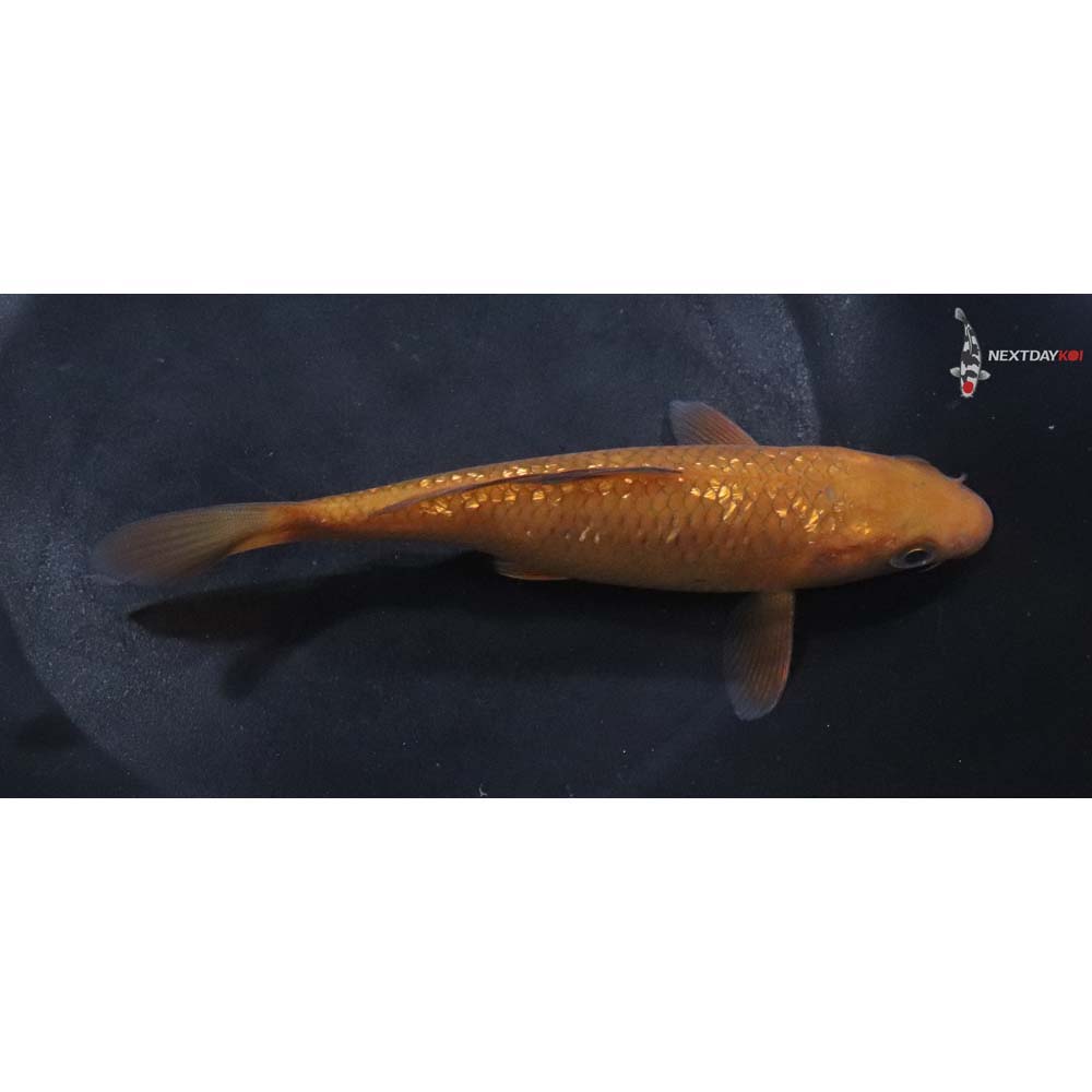 6” Imported Gin Rin Chagoi