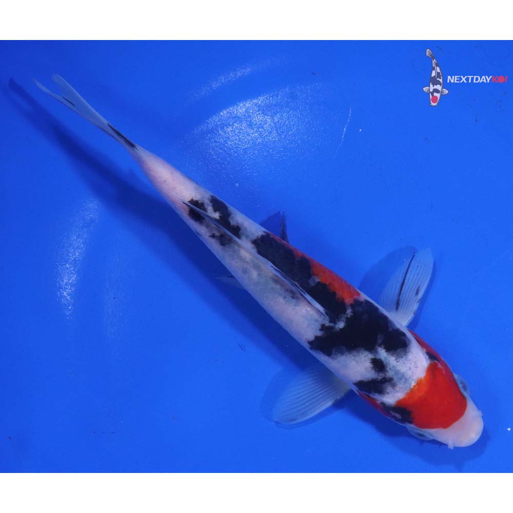 6.5” Imported Sanke