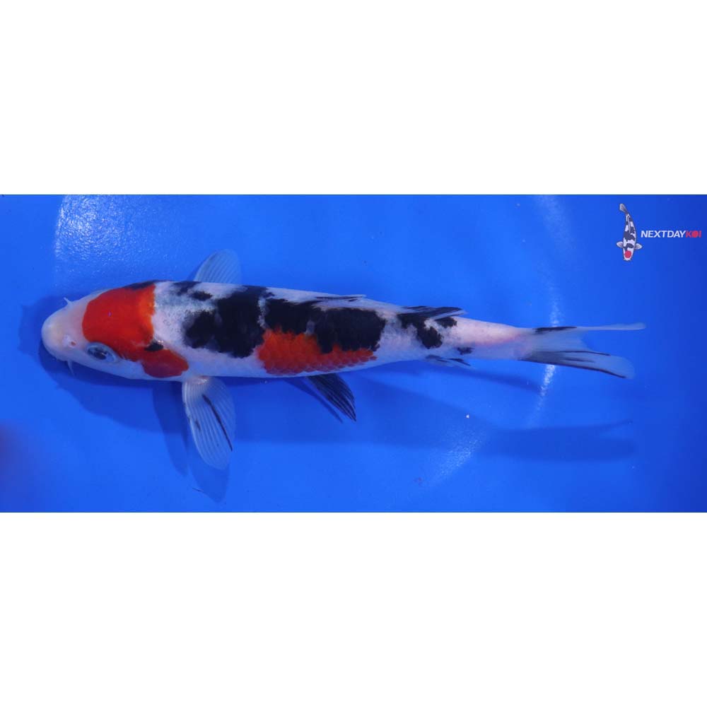 6.5” Imported Sanke