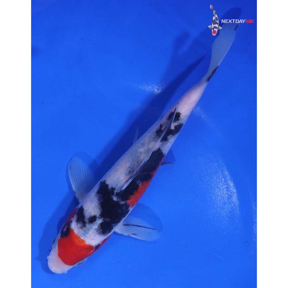 6.5” Imported Sanke