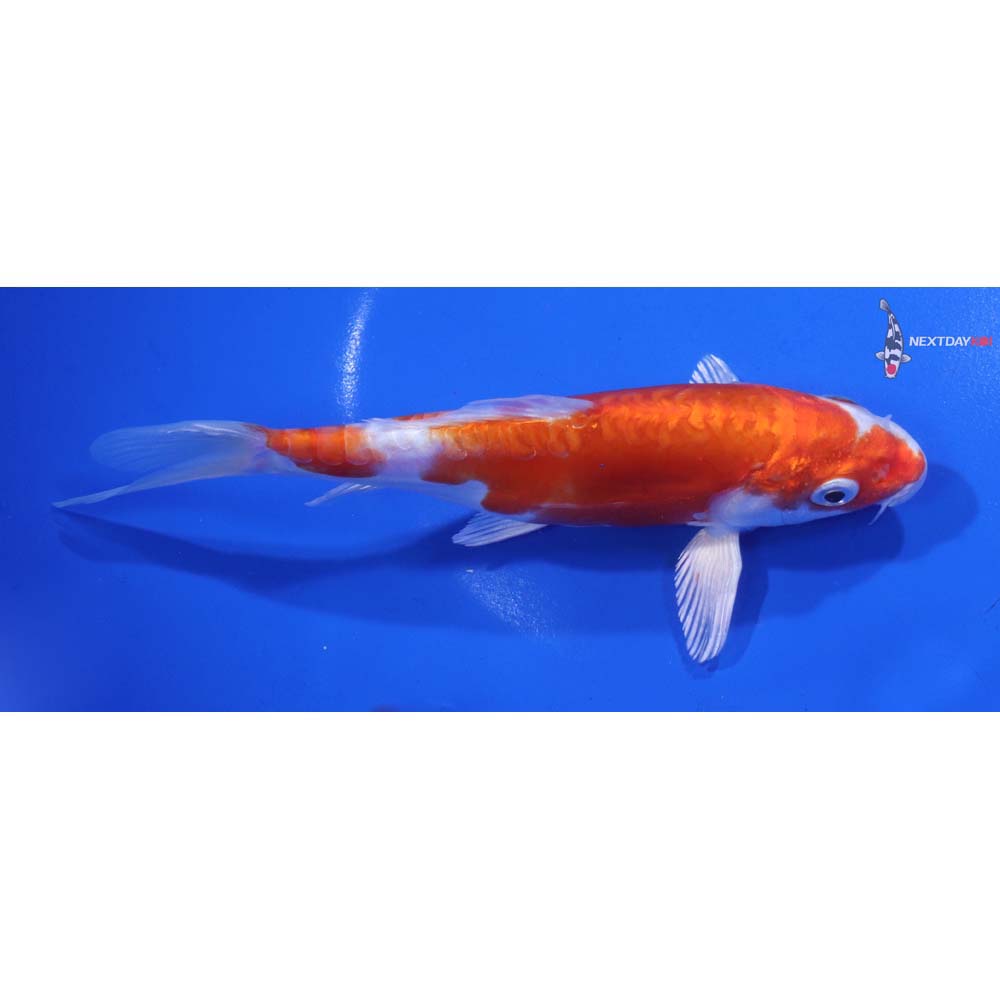 6.5” Imported Kikusui