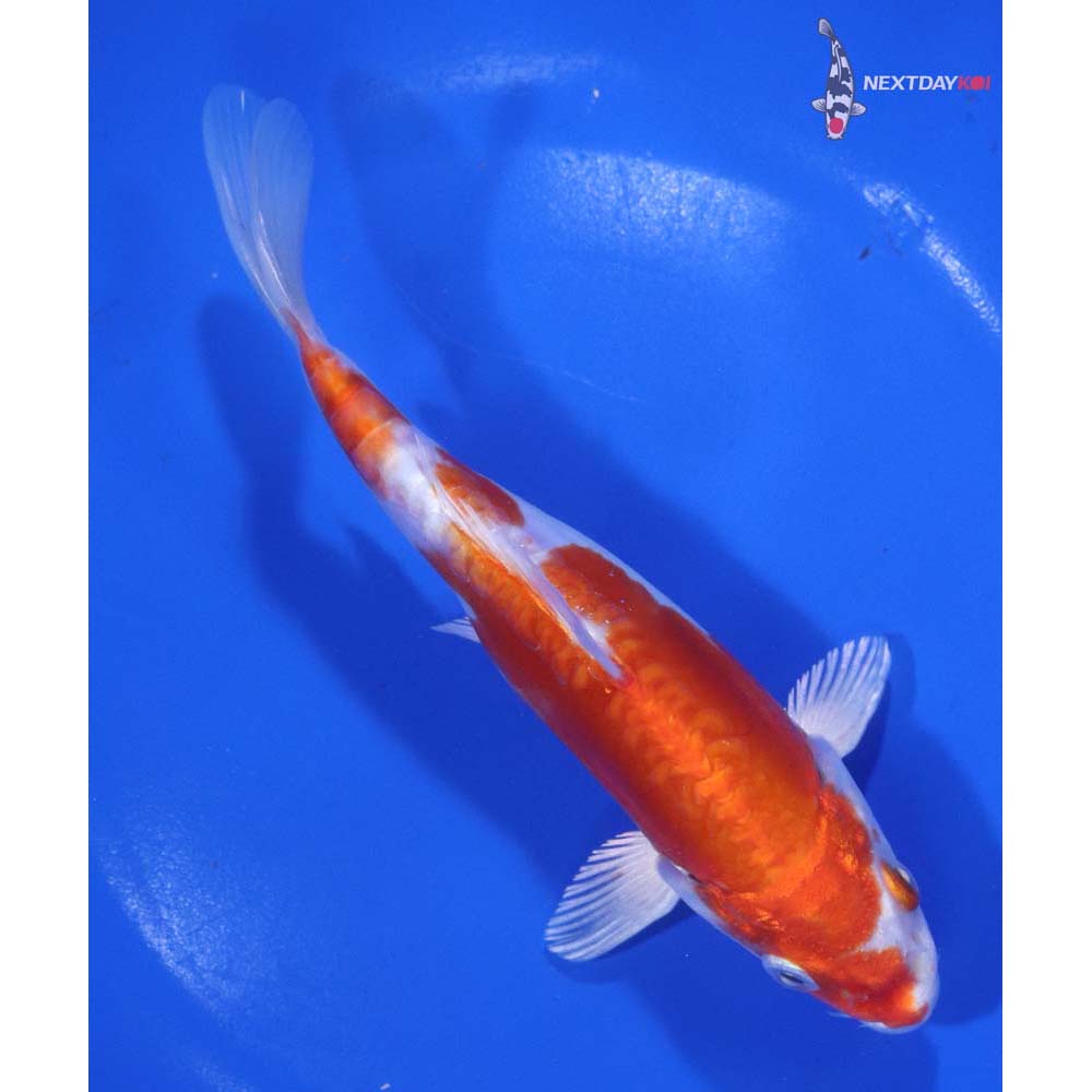 6.5” Imported Kikusui