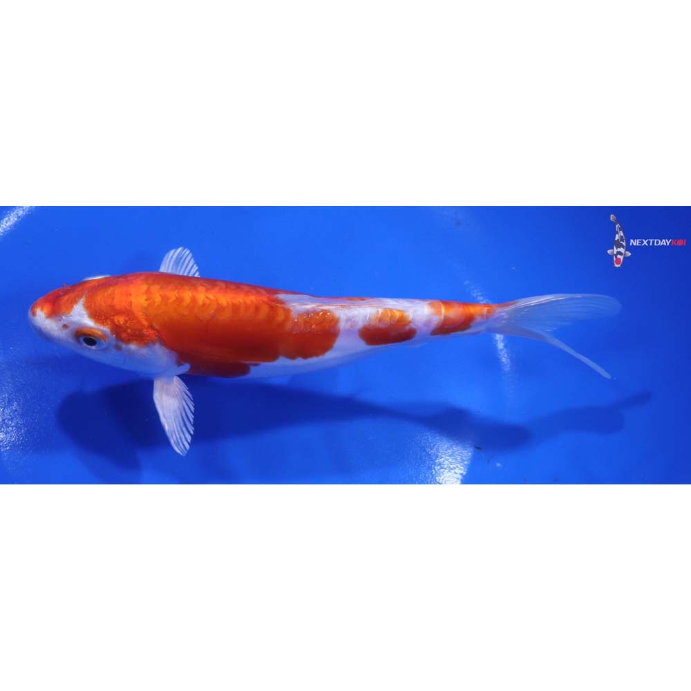6.5” Imported Kikusui