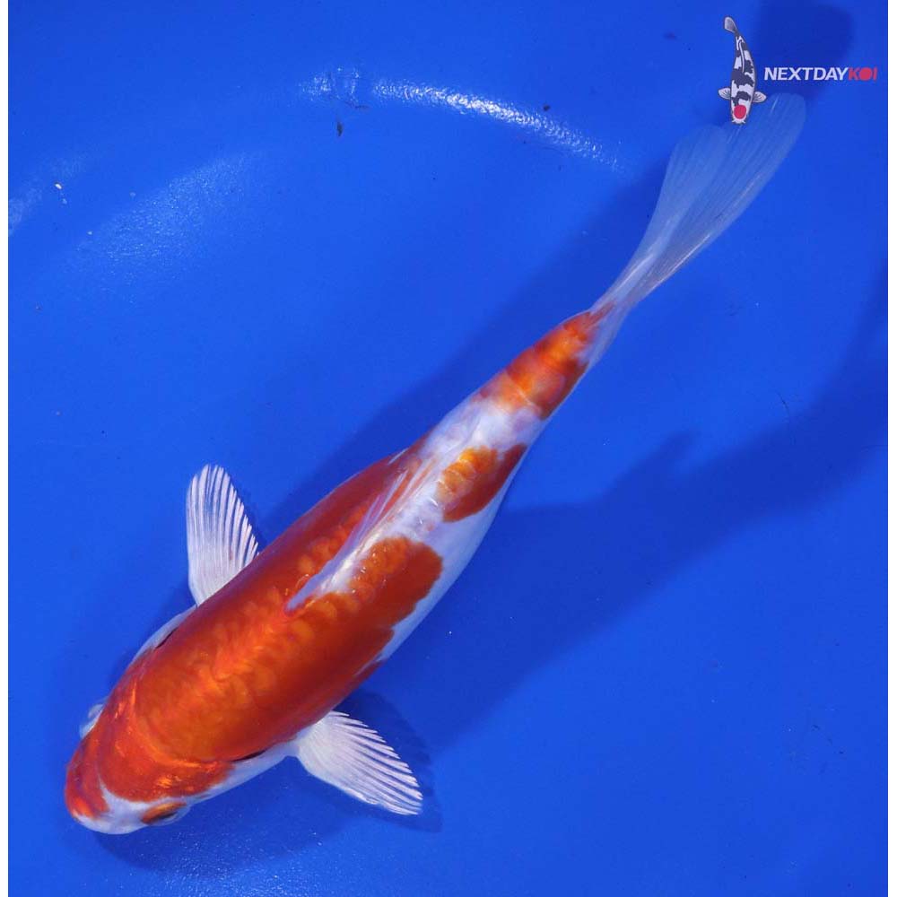 6.5” Imported Kikusui