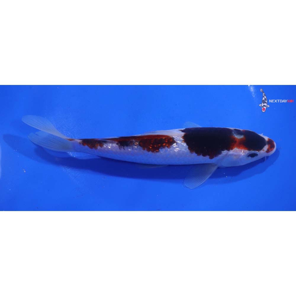 7” Imported Goromo