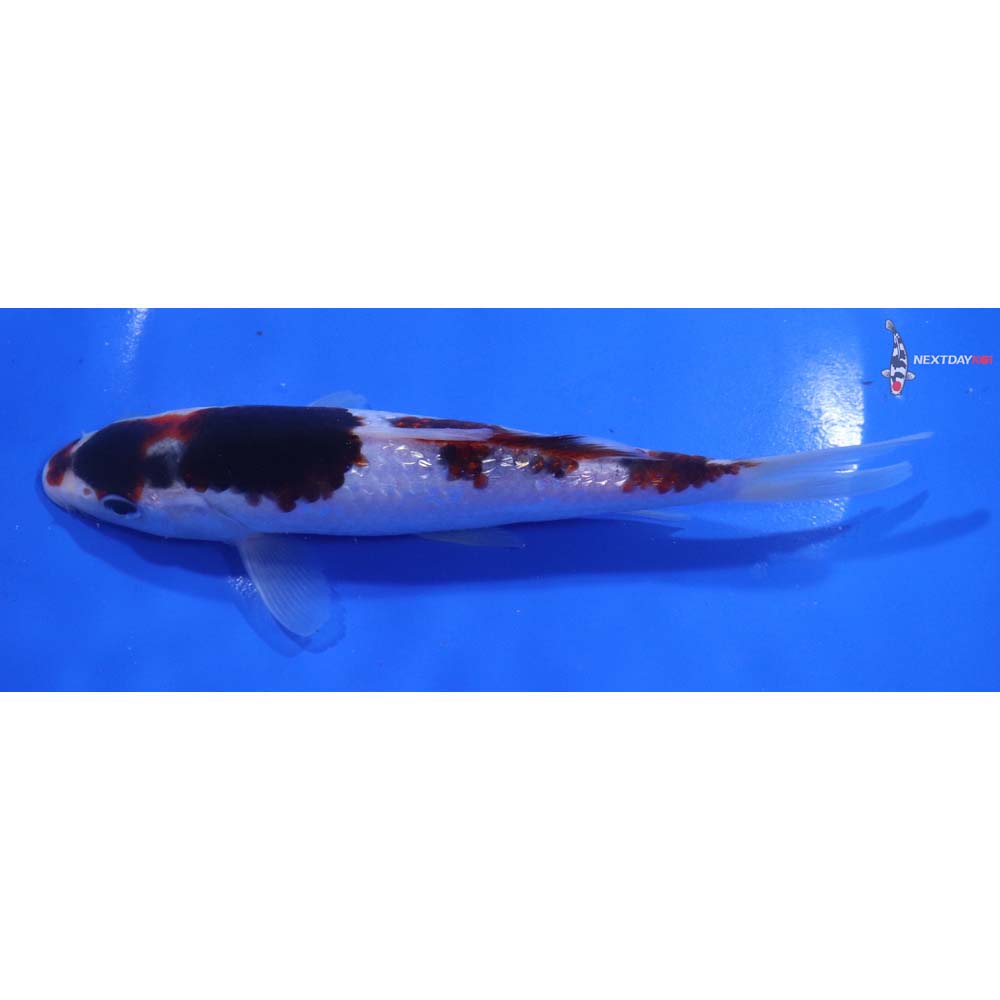 7” Imported Goromo