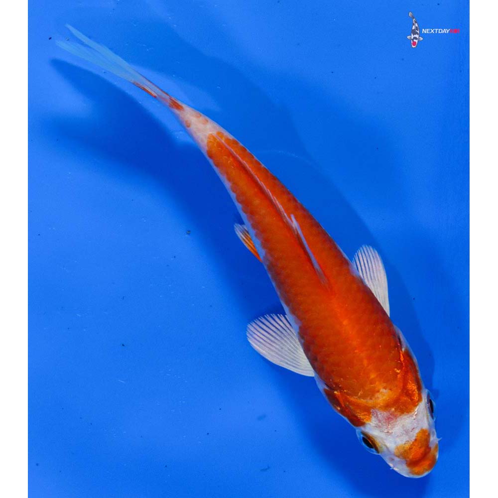 4.5” Imported Hariwake