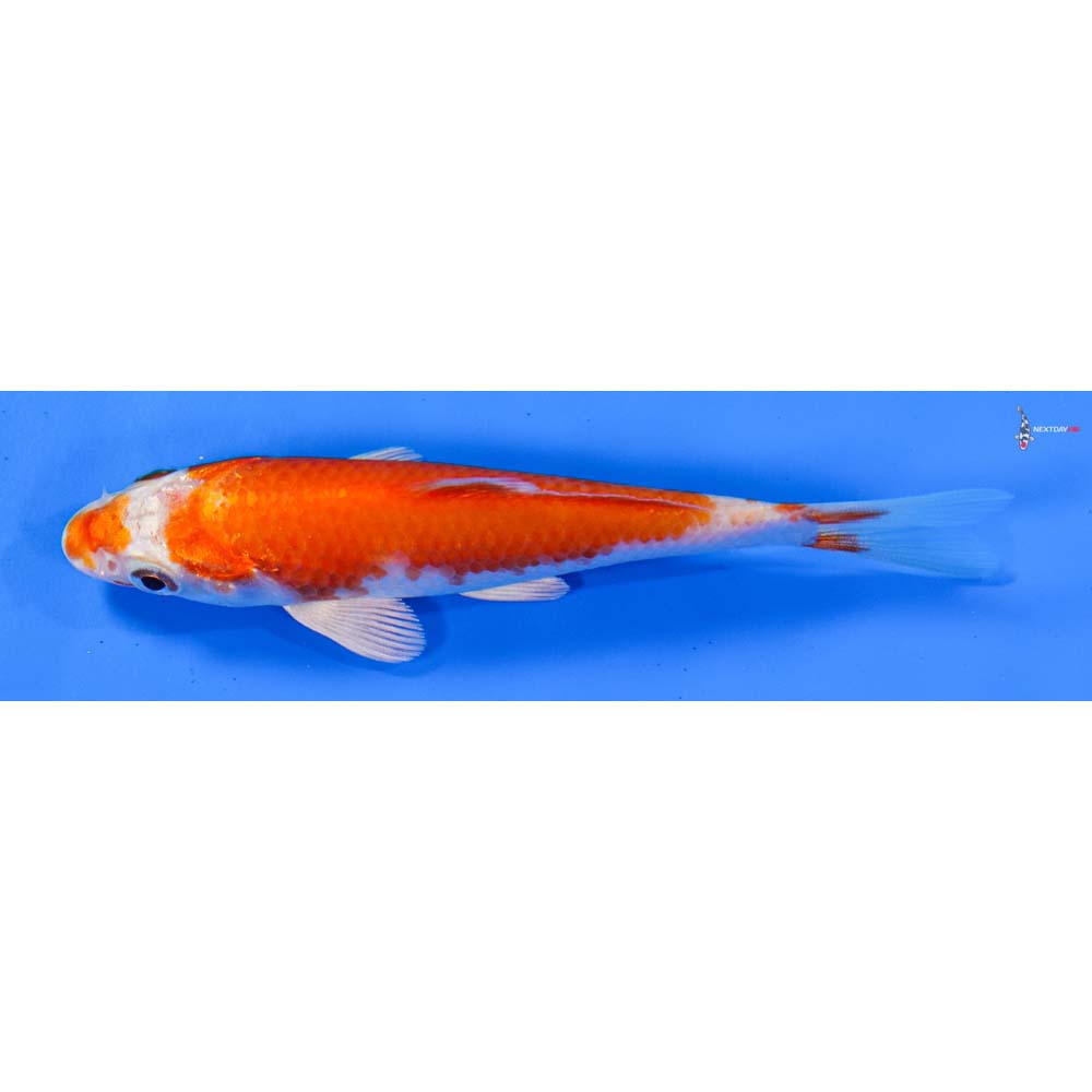 4.5” Imported Hariwake