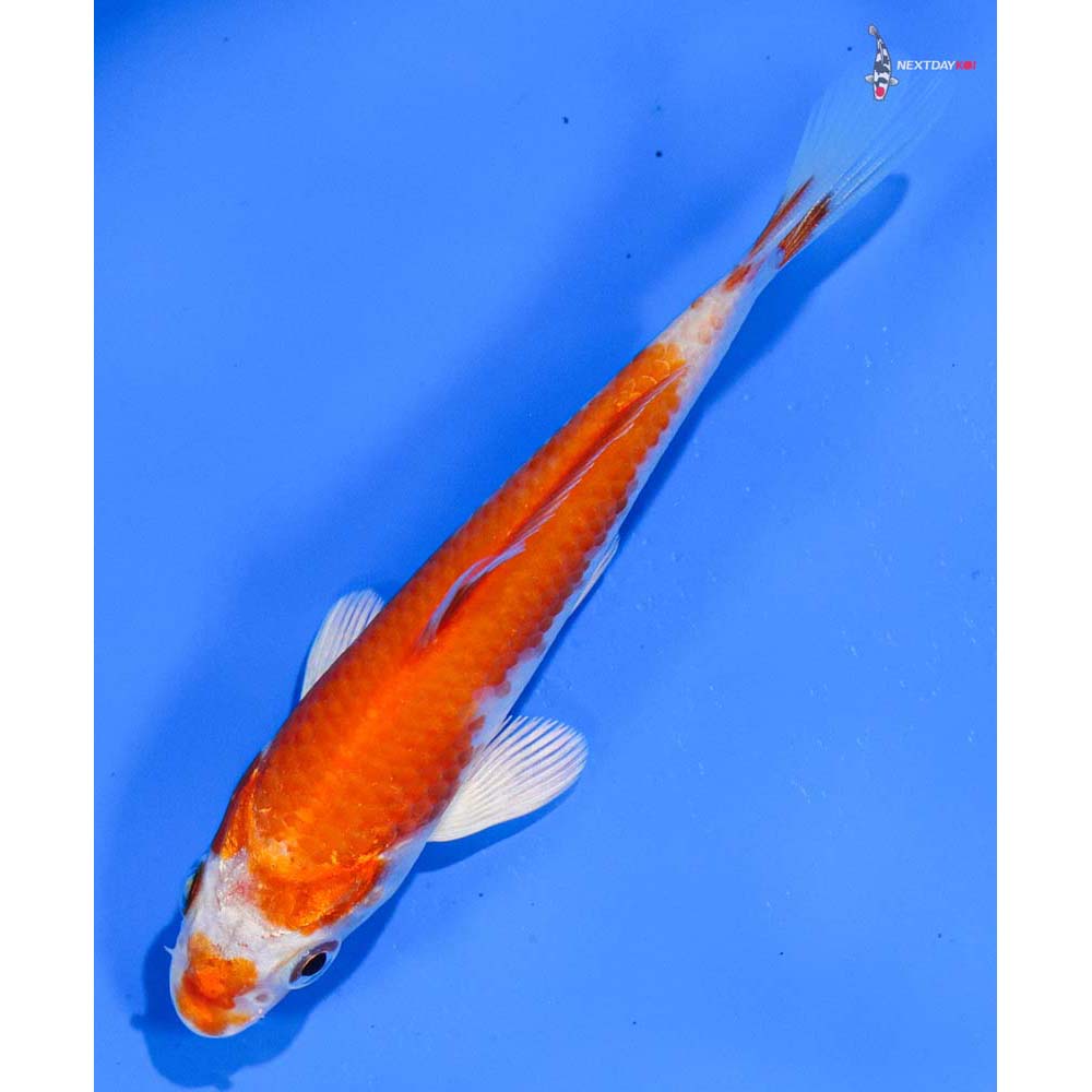 4.5” Imported Hariwake