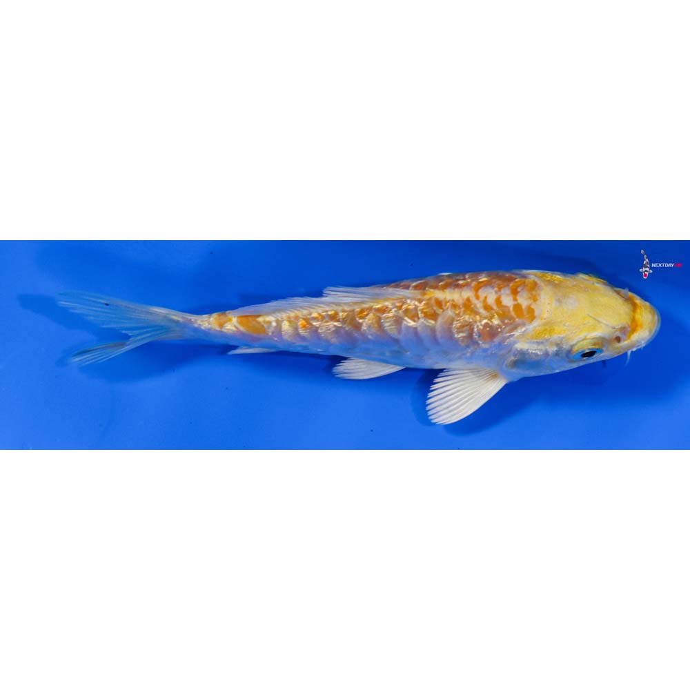 5” Imported Armor Scaled Gin Rin Lemon Hariwake