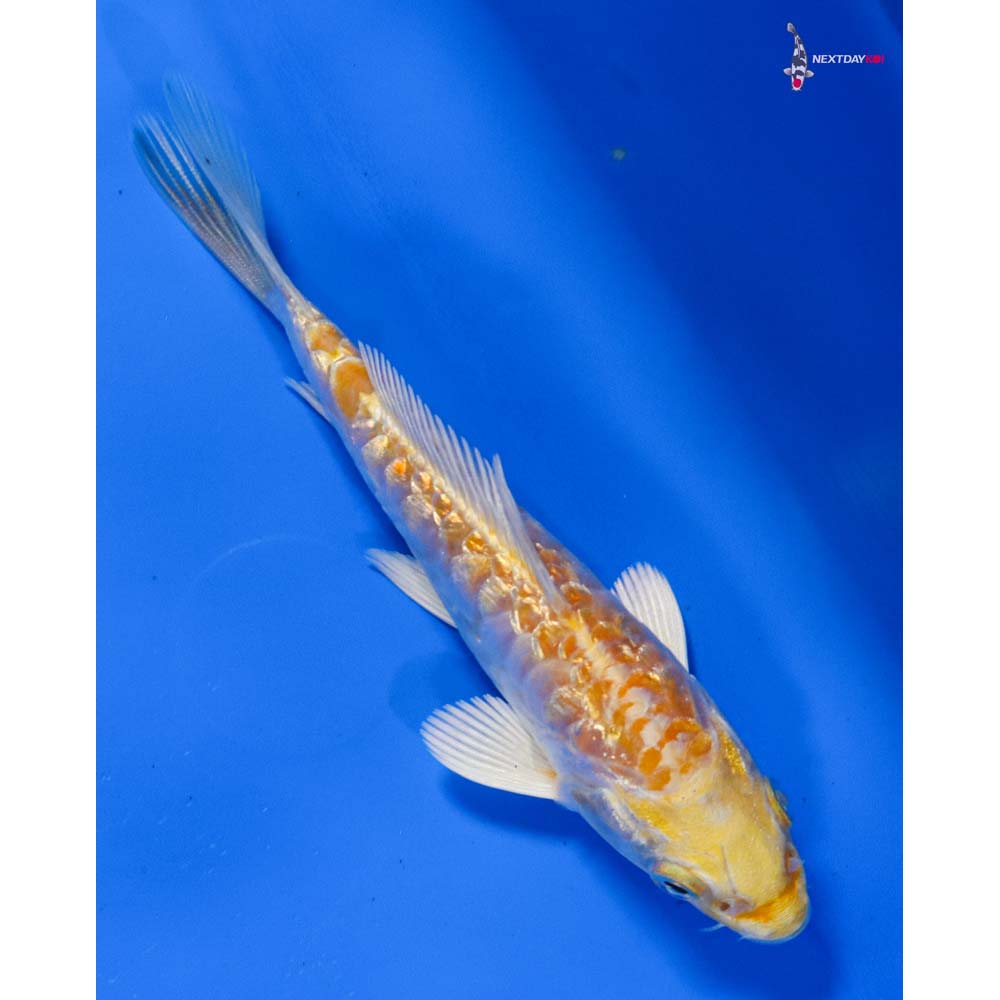 5” Imported Armor Scaled Gin Rin Lemon Hariwake