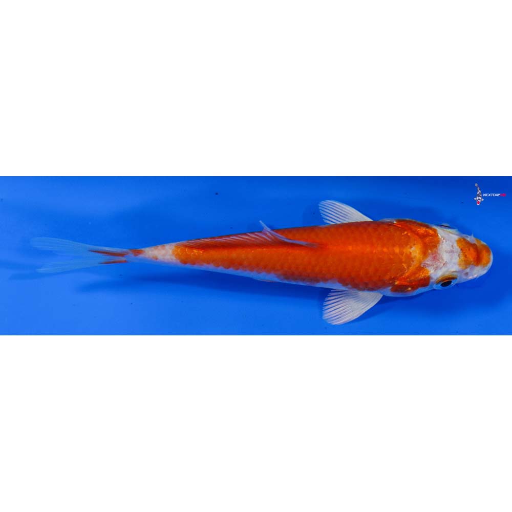 4.5” Imported Hariwake