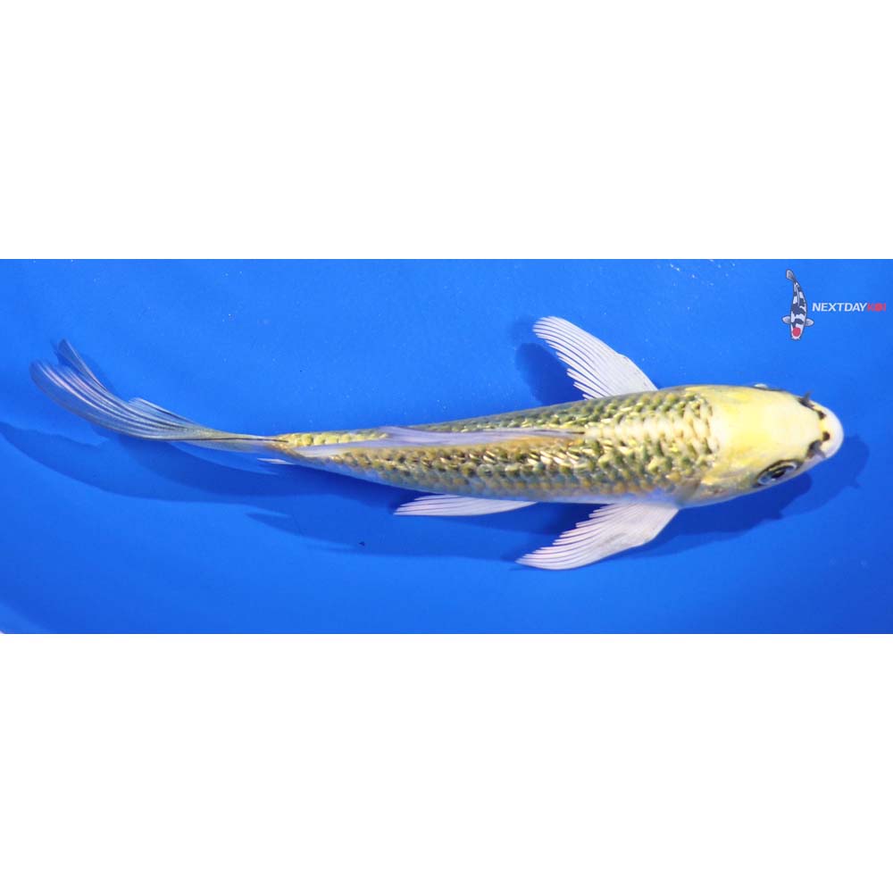 5.5” Imported Gin Rin Ki Matsuba Butterfly Koi