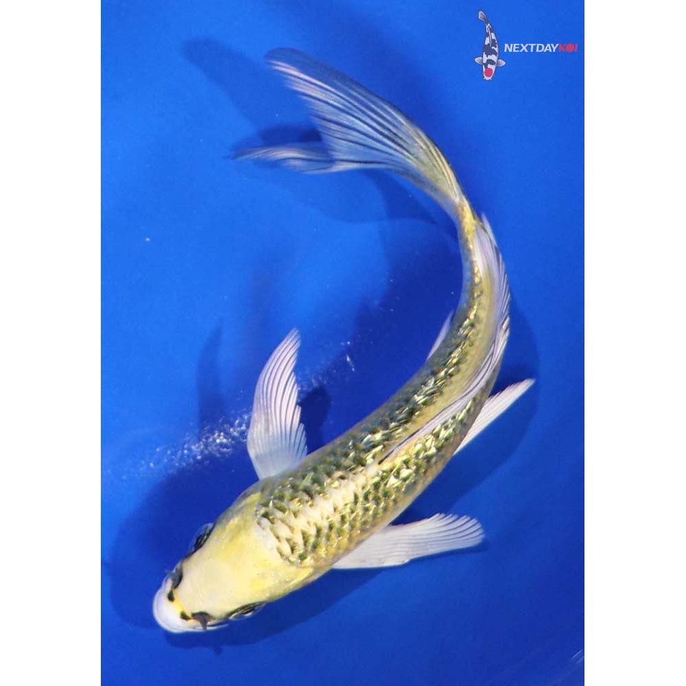 5.5” Imported Gin Rin Ki Matsuba Butterfly Koi