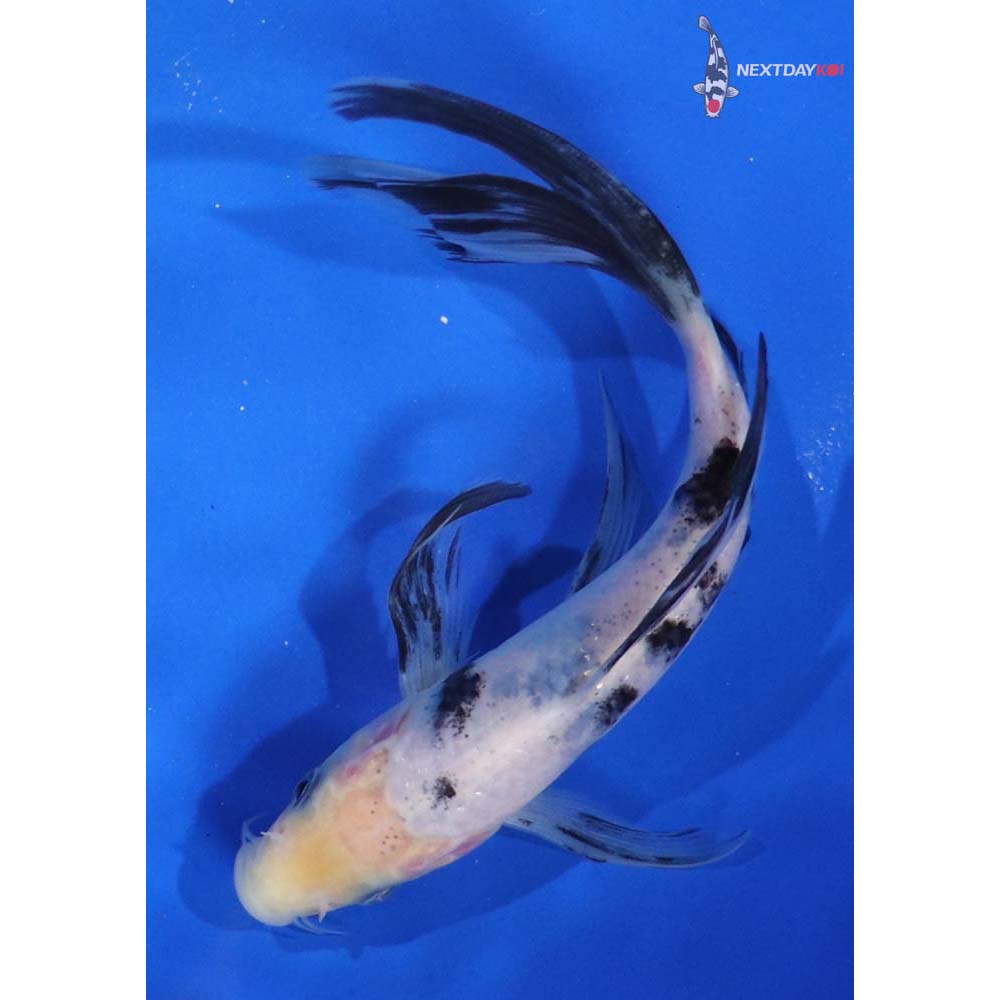 6” Imported Shiro Bekko Butterfly Koi