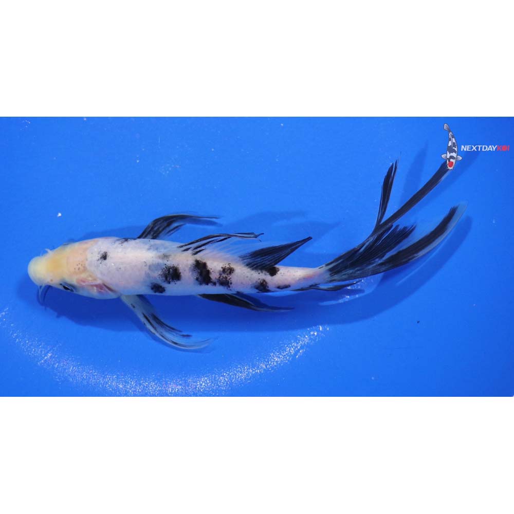 6” Imported Shiro Bekko Butterfly Koi