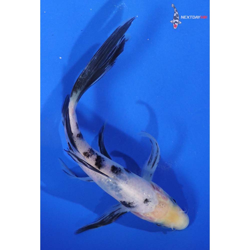 6” Imported Shiro Bekko Butterfly Koi