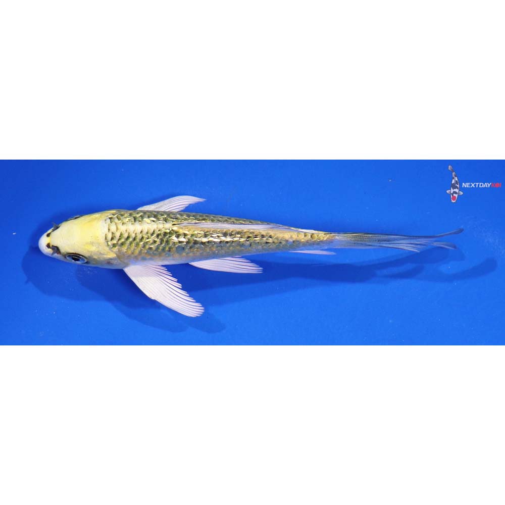 5.5” Imported Gin Rin Ki Matsuba Butterfly Koi