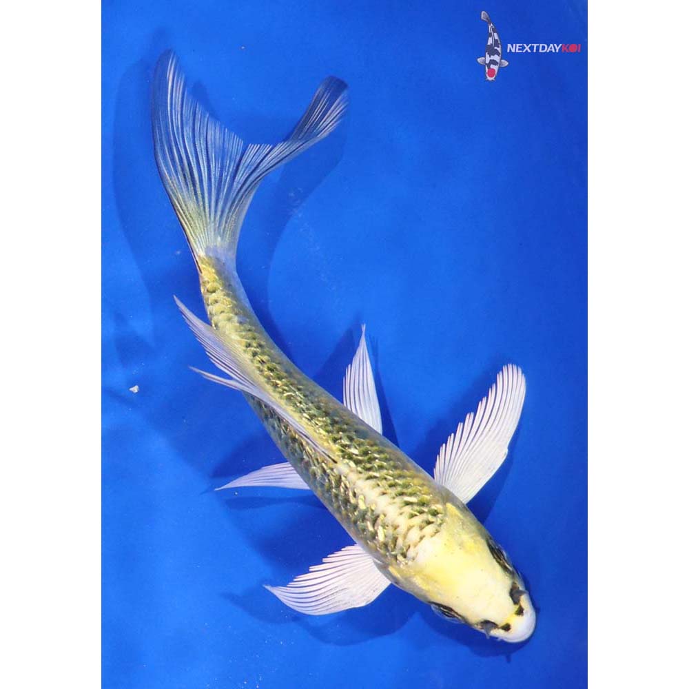 5.5” Imported Gin Rin Ki Matsuba Butterfly Koi