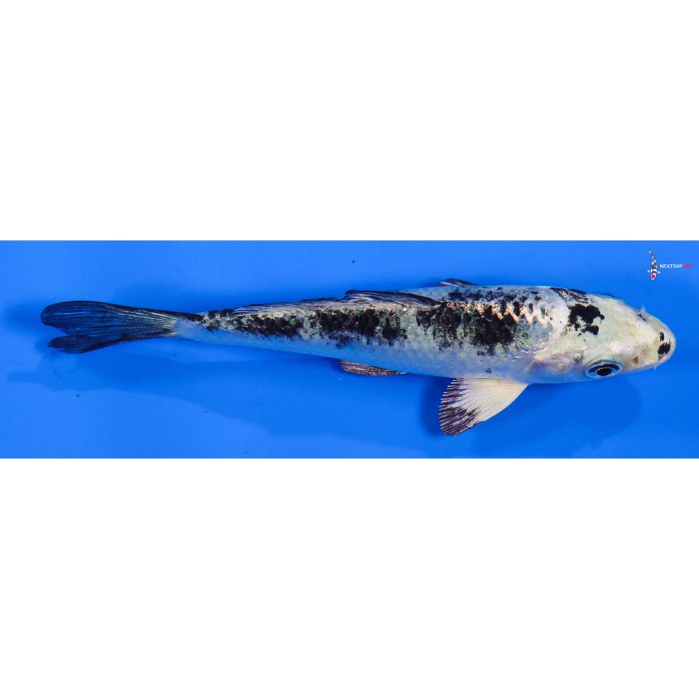 4” Imported Gin Shiro Bekko