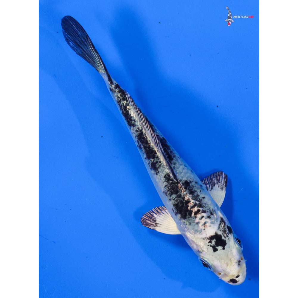 4” Imported Gin Shiro Bekko