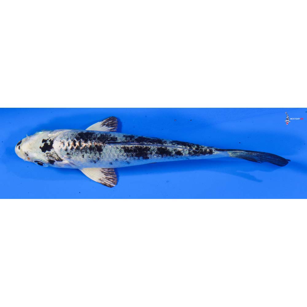 4” Imported Gin Shiro Bekko