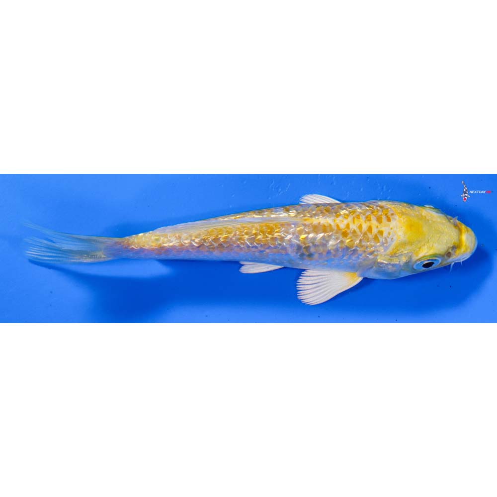 4.5” Imported Gin Rin Lemon Hariwake