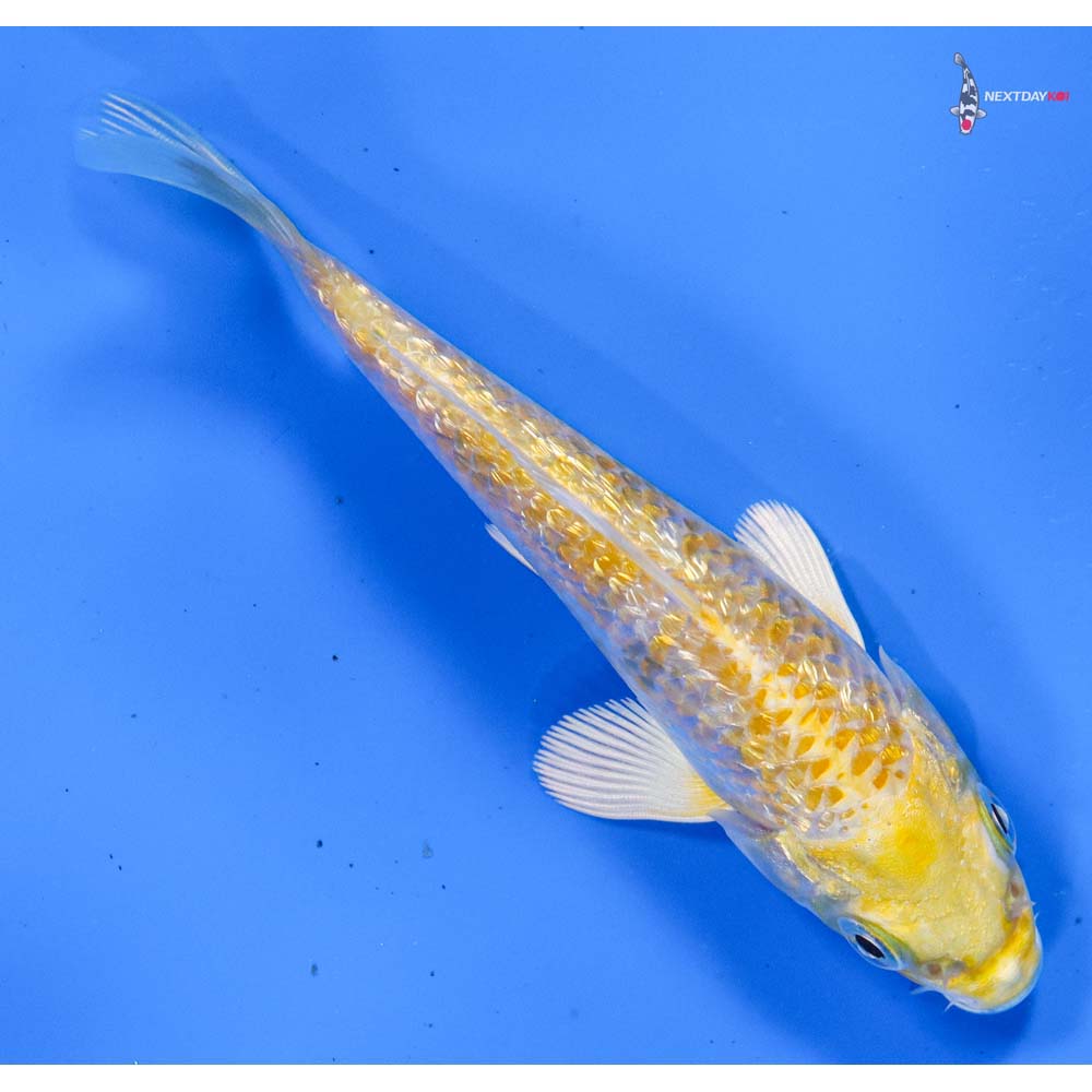 4.5” Imported Gin Rin Lemon Hariwake