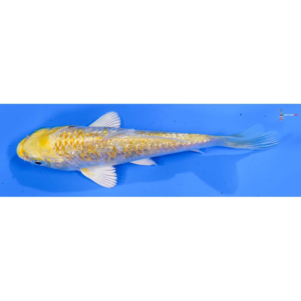 4.5” Imported Gin Rin Lemon Hariwake