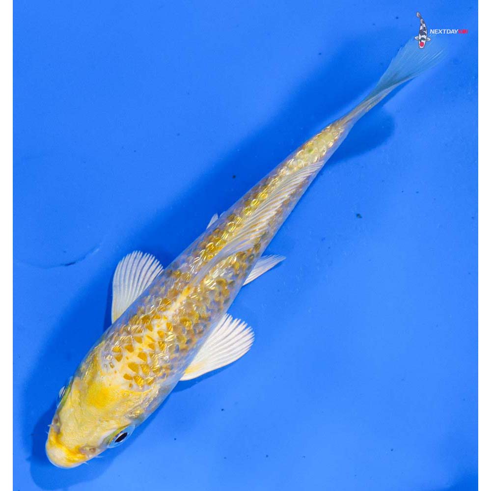 4.5” Imported Gin Rin Lemon Hariwake