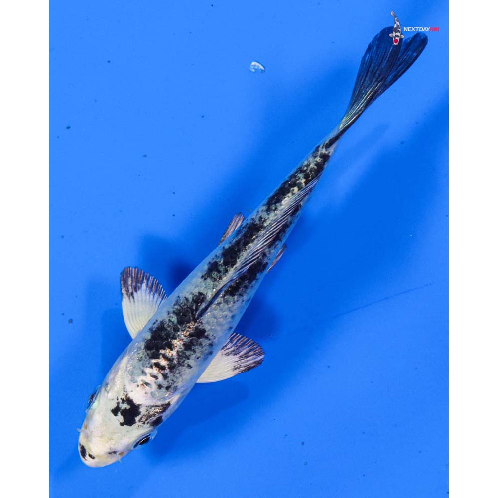 4” Imported Gin Shiro Bekko
