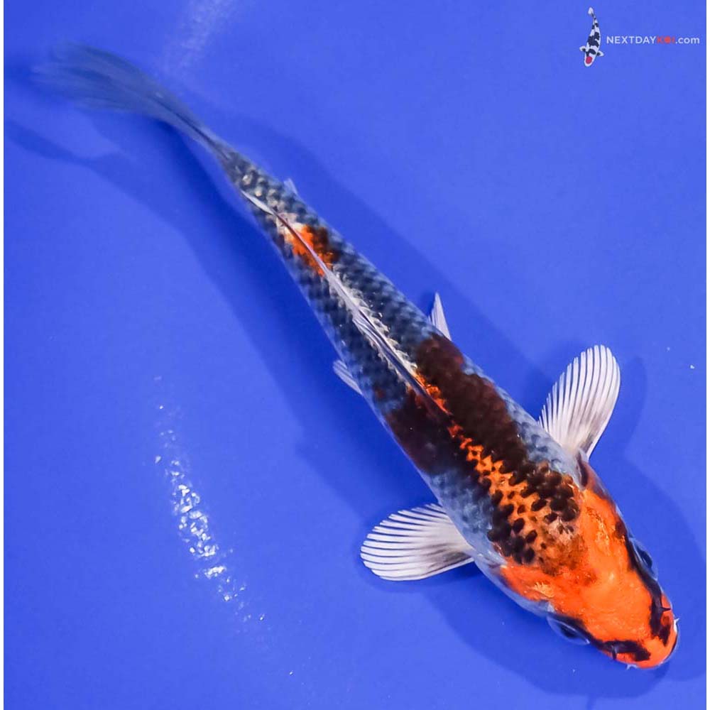 5.5” Imported Kujaku