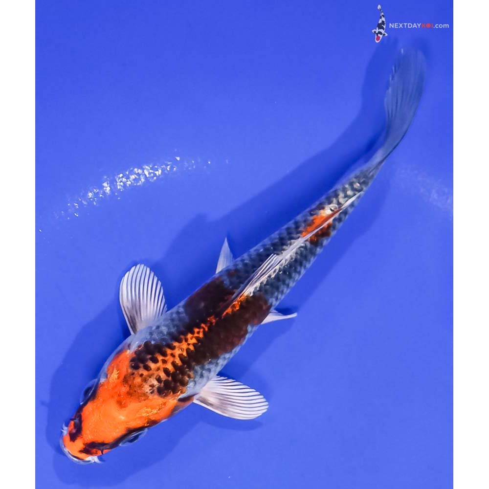 5.5” Imported Kujaku