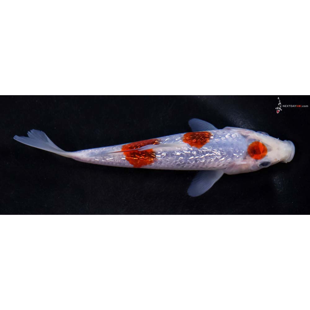 5.5” Imported Gin Rin Goromo