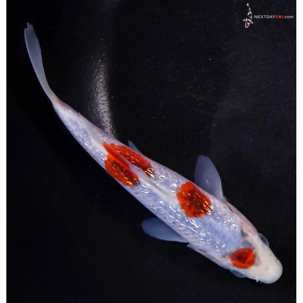 5.5” Imported Gin Rin Goromo
