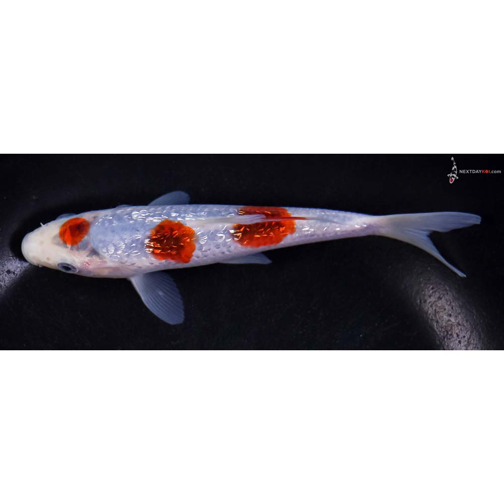 5.5” Imported Gin Rin Goromo