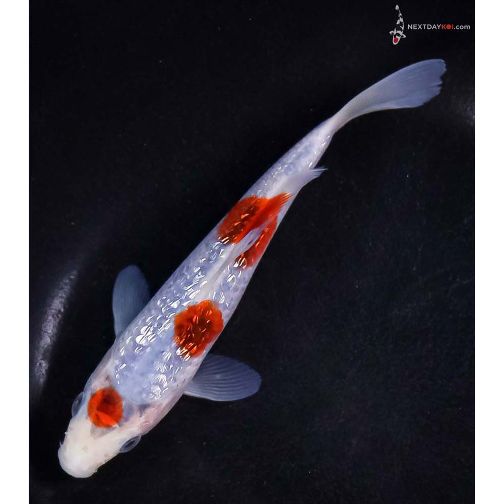5.5” Imported Gin Rin Goromo