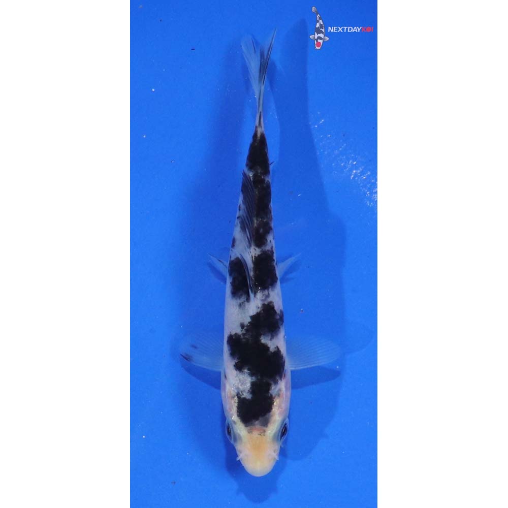 4” Imported Shiro Bekko