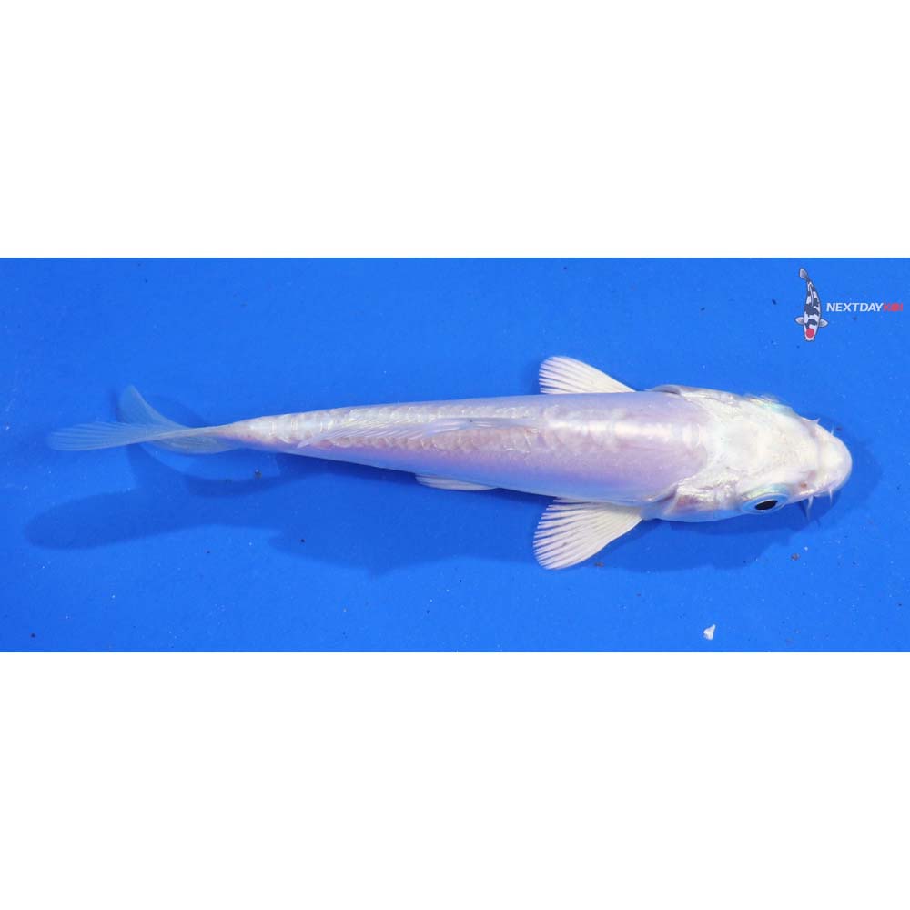 4” Imported Doitsu Platinum Ogon