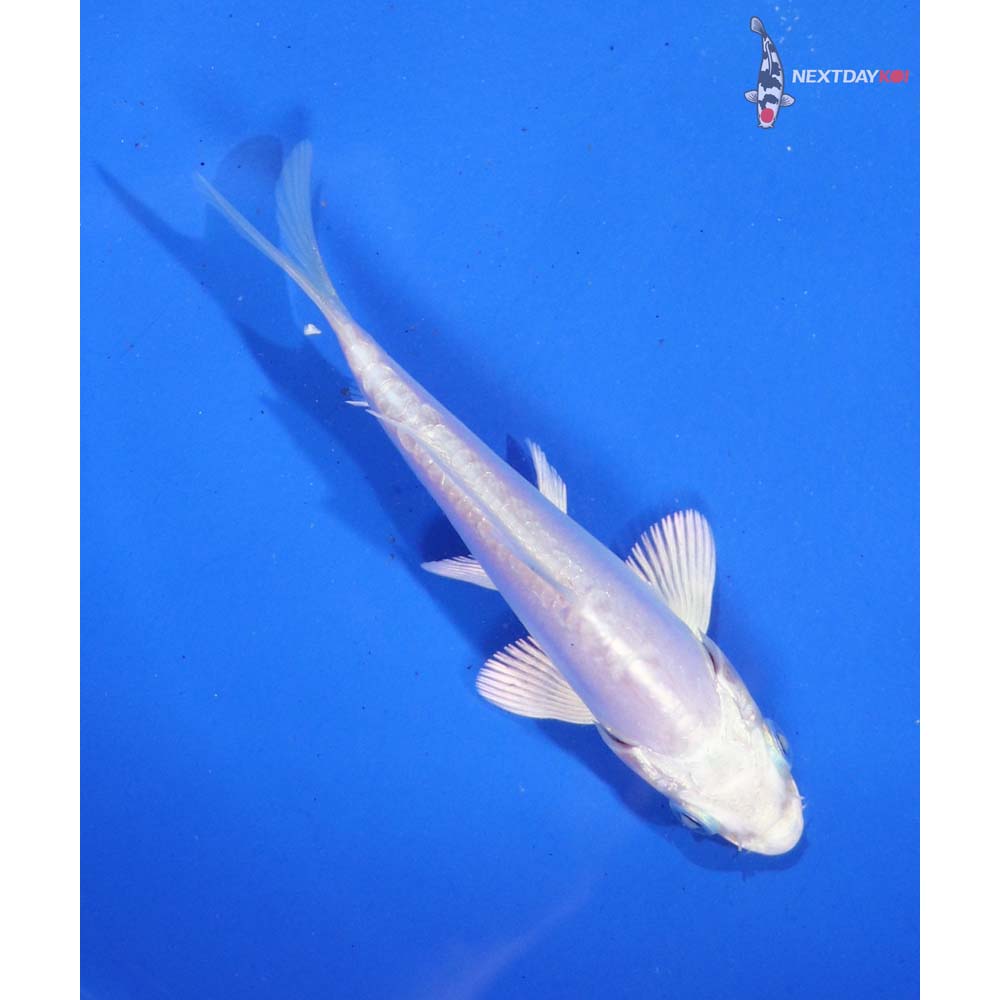 4” Imported Doitsu Platinum Ogon