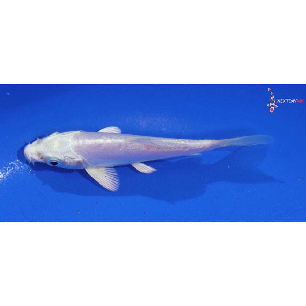4” Imported Doitsu Platinum Ogon