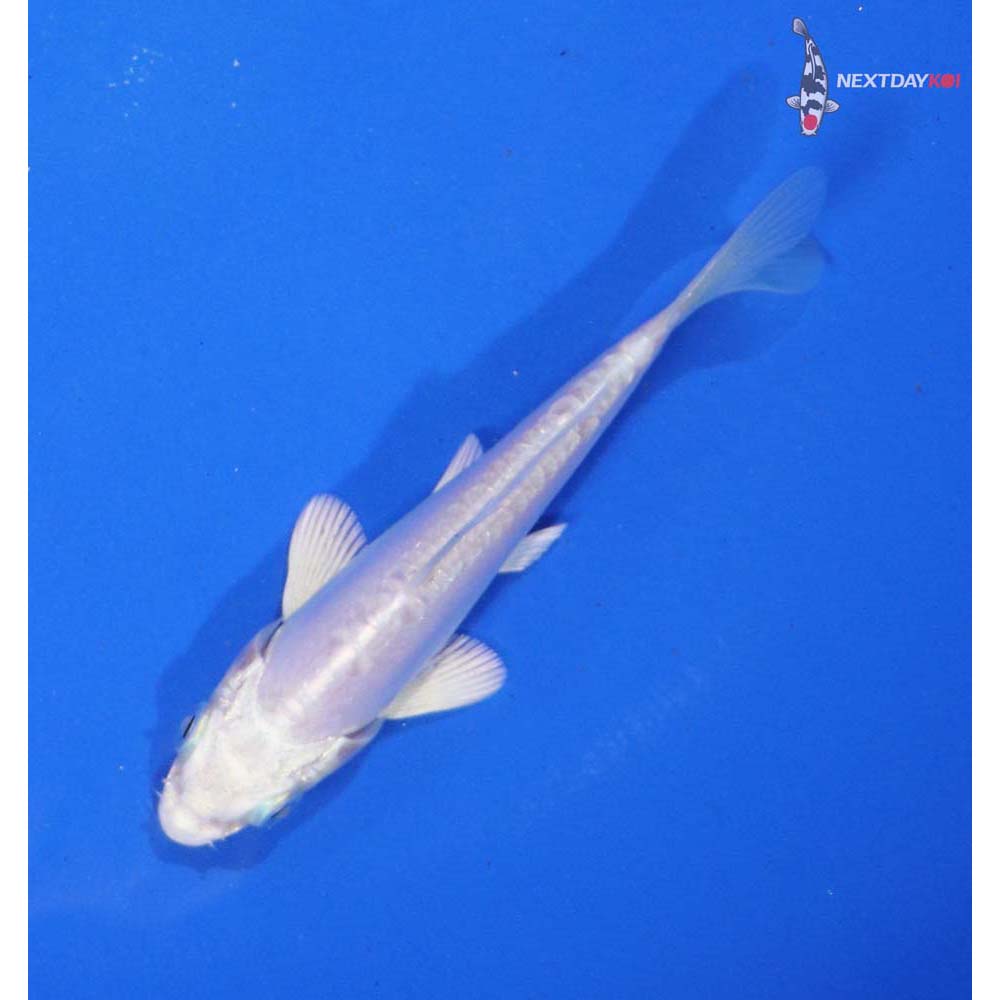 4” Imported Doitsu Platinum Ogon