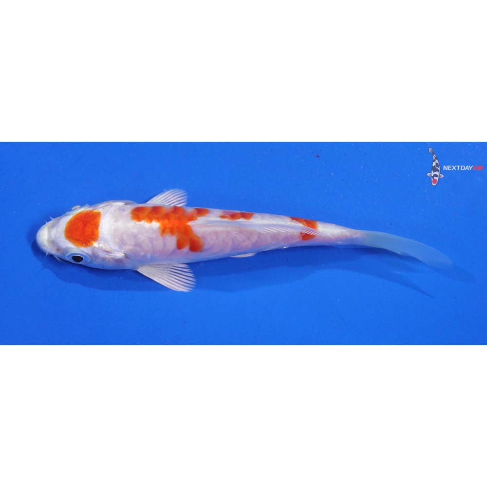 4” Imported Kikusui