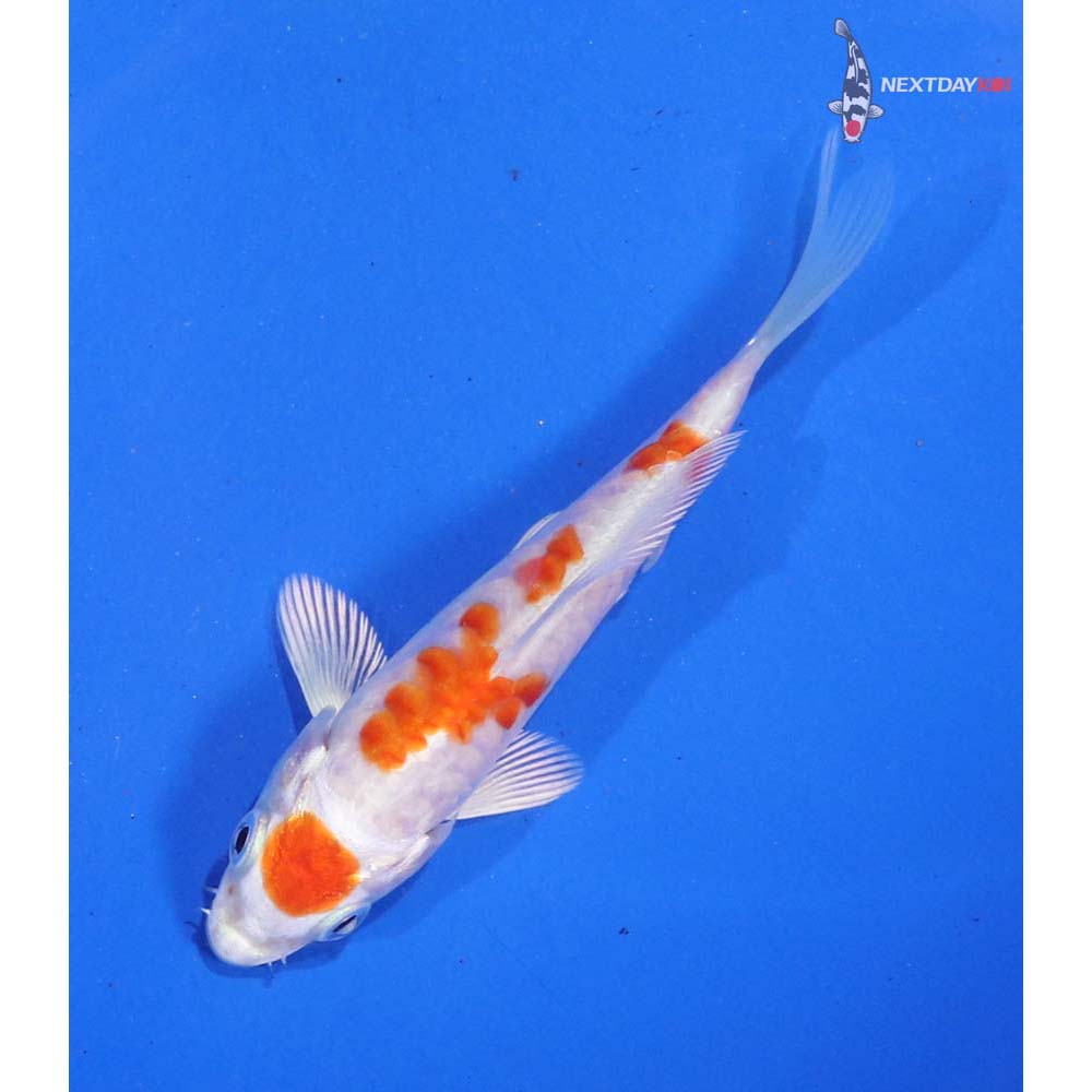 4” Imported Kikusui